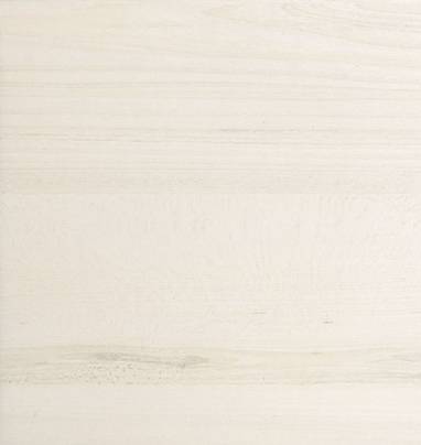 Tilia Tree